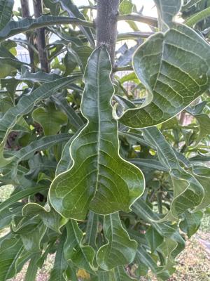 4A909CDF BA93 4100 9691 21146B69157A