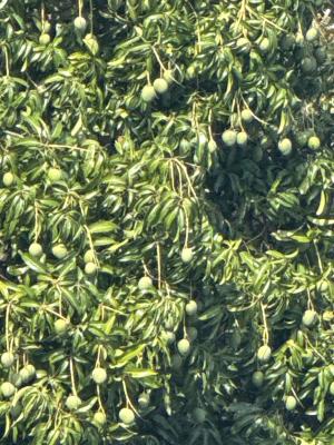 E9B90DE5 1222 4345 8F4A ABA27010585A